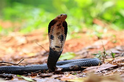 what does it mean to have a dream about snakes|dream of snakes meaning spiritually.